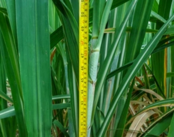 Cane Measurement Office