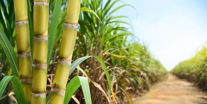 Sugarcane fields India